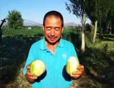 山西忻州现有大量优质甜瓜供应