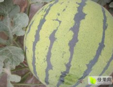 清苑多年种植西瓜的经验，西瓜质量好