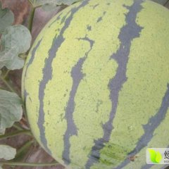清苑多年种植西瓜的经验，西瓜质量好