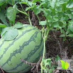 华县适合西瓜，水密桃等瓜果的种植