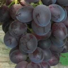 青州是早紫葡萄基地，还有金太阳