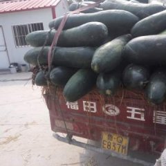 临沂市郯城县是全国有名的蔬菜种植基地