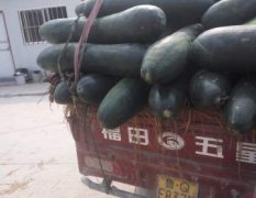临沂市郯城县是全国有名的蔬菜种植基地
