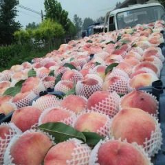 饶阳官亭张水6月突围蜜桃