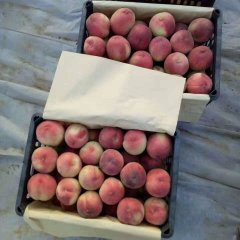 渭南大荔县脆密王毛桃大量供应中