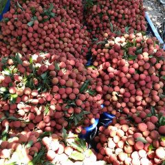 广东省阳江市阳西县双肩玉荷包荔枝