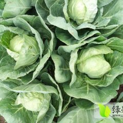 2017围场甘蓝大量上市！