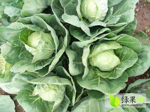 2017年河北围场绿之美价格
