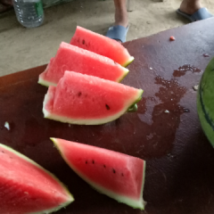 定州西瓜大量上市
