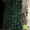 利津县明集乡灶子漏天西瓜上市了