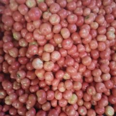 2017宁城大城子西红柿己经下来了