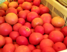 禹城西红柿今年的种植面积大于往年