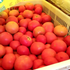 禹城西红柿今年的种植面积大于往年