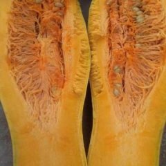 2017君山南瓜 岳阳早熟南瓜大量上市