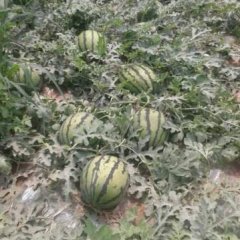 凌海市日丰代收 京欣甜王西瓜甜