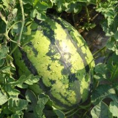 大荔县西瓜大片成熟，个头大