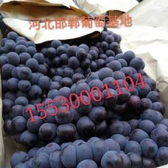 河北永年万亩京亚葡萄等待您的采购