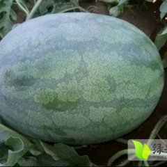 广宗三连冠西瓜皮薄且色泽鲜亮，瓤色大红