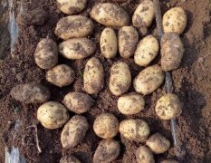 2017雄县本人和朋友种植荷兰土豆二百亩