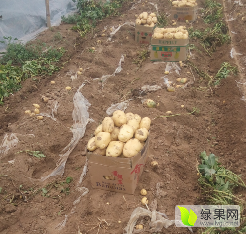 2017年山东昌邑荷兰十五价格