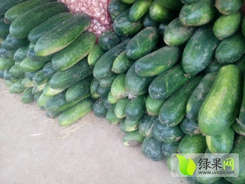 2018年山东滕州子弹头黑皮冬瓜价格