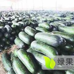 山东郯城子弹头黑皮冬瓜价格便宜质量好