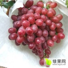 大棚葡萄成熟上市，红无核葡萄