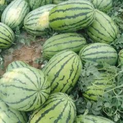 大荔西瓜香甜可口,范家张爱琴诚信合作