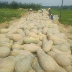 湖南岳阳合胜合作社大量供应早熟南瓜