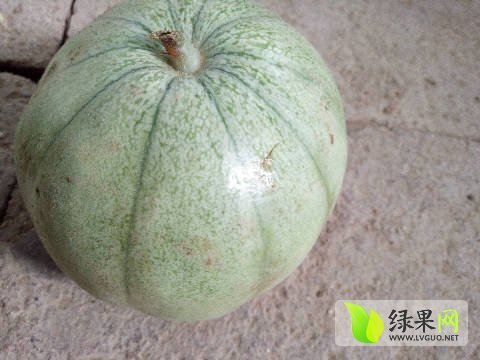 2017年河南鄢陵青皮甜瓜价格