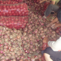 2017惠民洋葱 诚信经营，客户至上