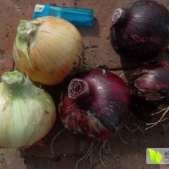 内蒙通辽开鲁地区黄皮红皮洋葱7月20日上市