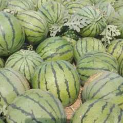 玉田西瓜 瓜种齐全，瓜皮薄