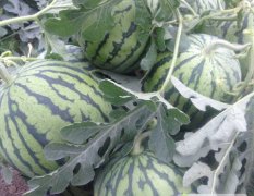 扶沟西瓜 今年的8424种植面积大，货源足