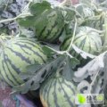 扶沟西瓜 今年的8424种植面积大，货源足