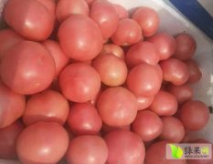 中牟西红柿以大量上市。