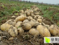 凌海市土豆种植基地7月土豆大量上市