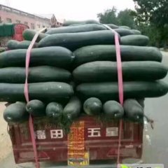 2017郯城冬瓜 冬瓜黑色的质量放心