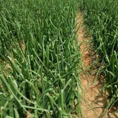 阜新市种植洋葱已有10多年的历史