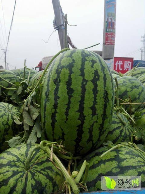 冠龙价格