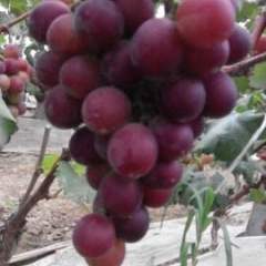 2017东昌府葡萄 藤稔葡萄个大，色泽好