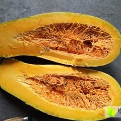 嘉鱼潘家陶政6月密本南瓜