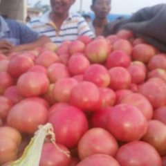 河南汝州供应优质硬粉西红柿