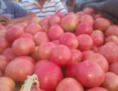 河南汝州供应优质硬粉西红柿