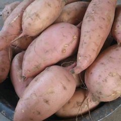 开封本地大量红薯上市了，交通方便品种齐全