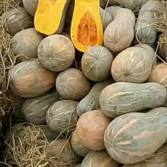 2017君山南瓜甜、粉、粑、鲜、好