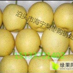 泊头梨 没有中间环节