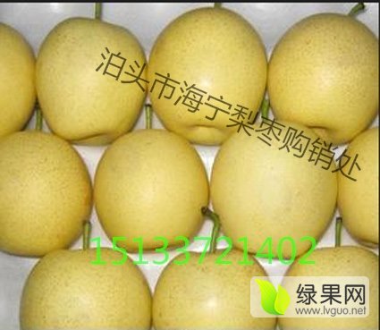 2017年河北泊头皇冠梨价格