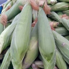 东夏镇寨里村鲜玉米市场大量上市
