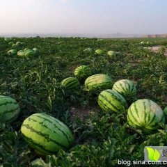 2017会宁北方的瓜又大又甜，沙地西瓜